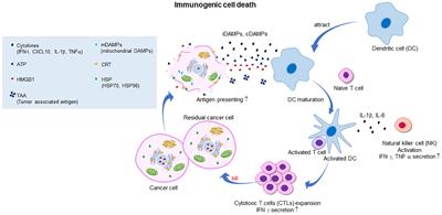 Emerging role of immunogenic cell death in cancer immunotherapy